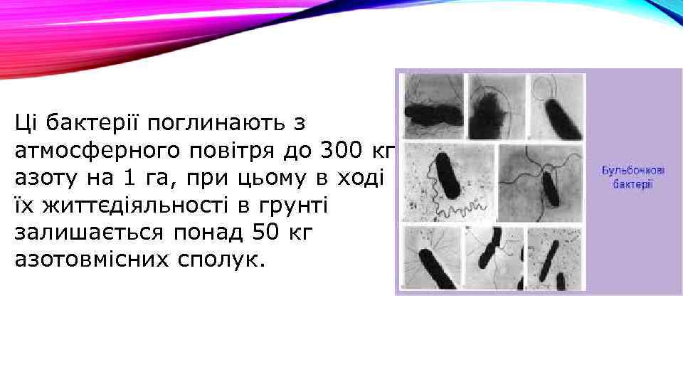 Ці бактерії поглинають з атмосферного повітря до 300 кг азоту на 1 га, при