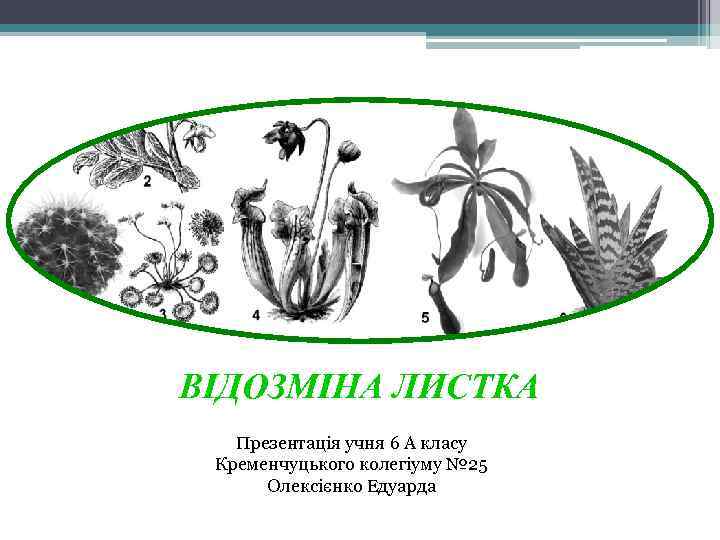ВІДОЗМІНА ЛИСТКА Презентація учня 6 А класу Кременчуцького колегіуму № 25 Олексієнко Едуарда 