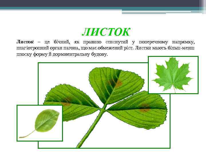ЛИСТОК Листок – це бічний, як правило стиснутий у поперечному напрямку, плагіотропний орган пагона,