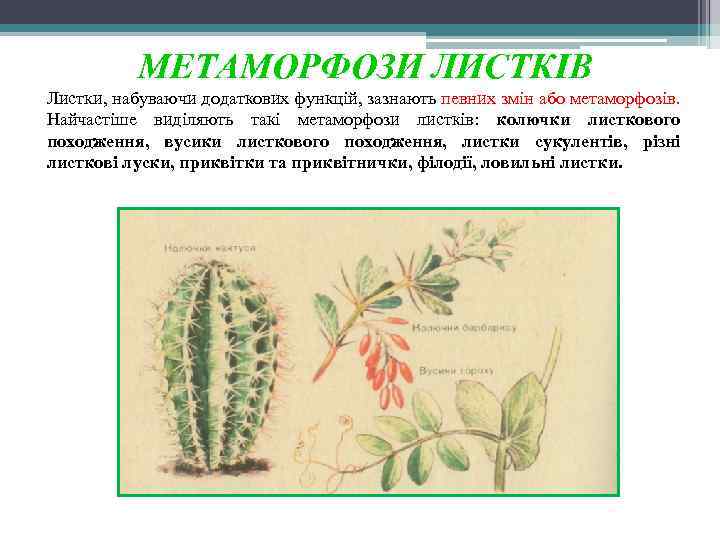 МЕТАМОРФОЗИ ЛИСТКІВ Листки, набуваючи додаткових функцій, зазнають певних змін або метаморфозів. Найчастіше виділяють такі