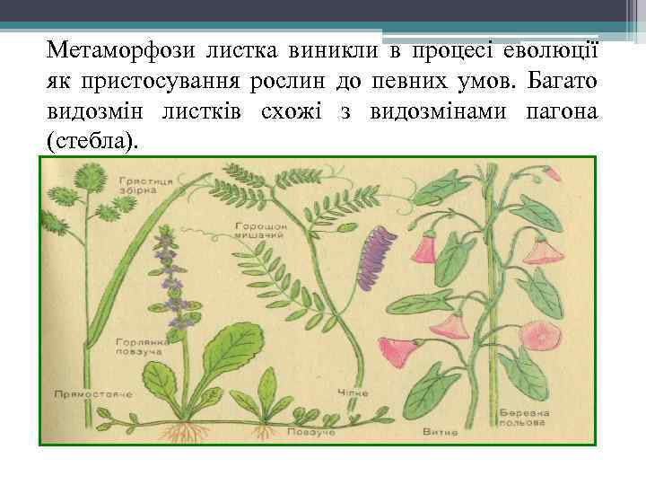 Метаморфози листка виникли в процесі еволюції як пристосування рослин до певних умов. Багато видозмін