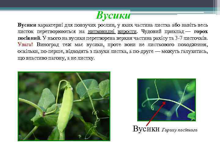 Вусики характерні для повзучих рослин, у яких частина листка або навіть весь листок перетворюються