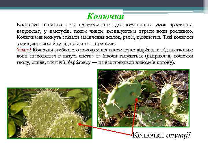 Колючки виникають як пристосування до посушливих умов зростання, наприклад, у кактусів, таким чином зменшуються