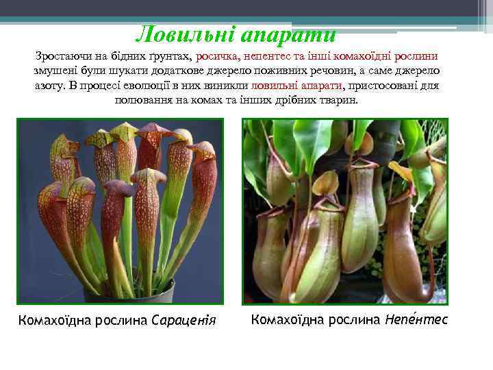 Ловильні апарати Зростаючи на бідних ґрунтах, росичка, непентес та інші комахоїдні рослини змушені були