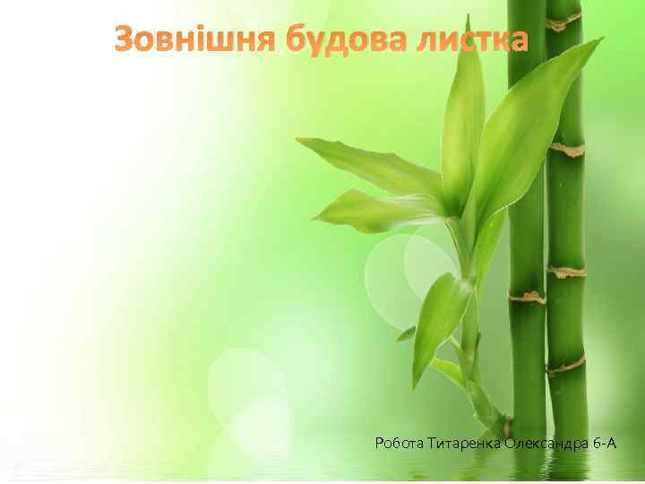 Зовнішня будова листка Пагін. Будова пагона Робота Титаренка Олександра 6 -А 