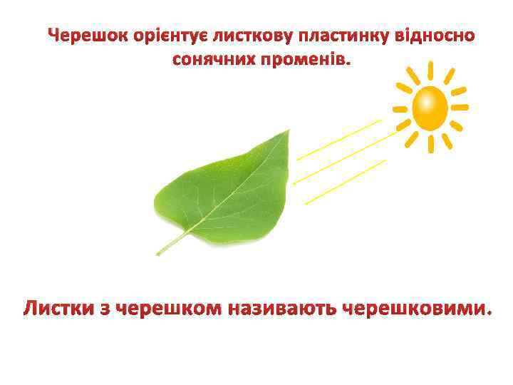 Черешок орієнтує листкову пластинку відносно сонячних променів. Листки з черешком називають черешковими. 