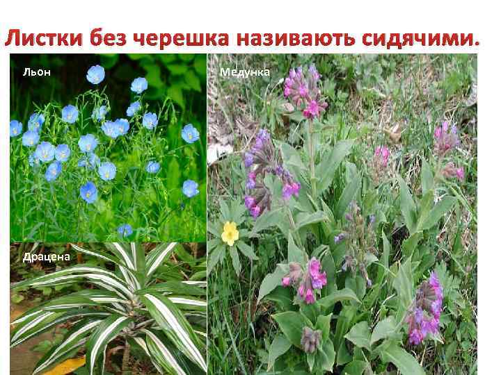 Листки без черешка називають сидячими. Льон Драцена Медунка 
