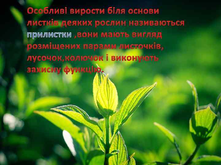 Особливі вирости біля основи листків деяких рослин називаються прилистки , вони мають вигляд розміщених