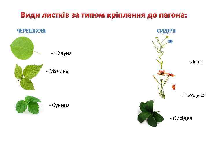 Види листків за типом кріплення до пагона: ЧЕРЕШКОВІ СИДЯЧІ - Яблуня - Льон -