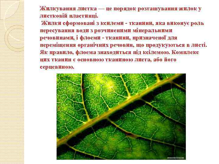 Жилкування листка — це порядок розташування жилок у листковій пластинці. Жилки сформовані з ксилеми