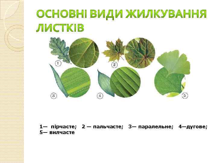 1— пірчасте; 2 — пальчасте; 3— паралельне; 4—дугове; 5— вилчасте 