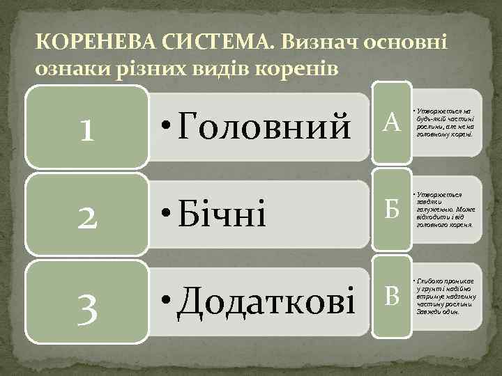 КОРЕНЕВА СИСТЕМА. Визнач основні ознаки різних видів коренів 1 • Головний 2 • Бічні