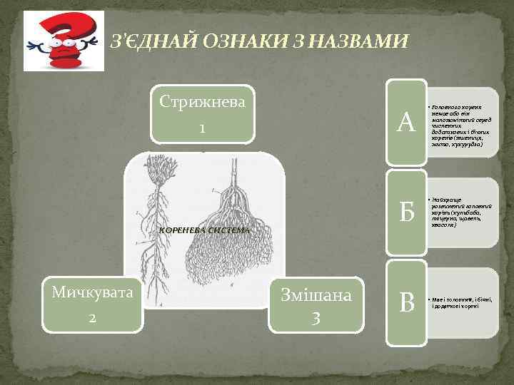 З’ЄДНАЙ ОЗНАКИ З НАЗВАМИ Стрижнева 1 А Б КОРЕНЕВА СИСТЕМА Мичкувата 2 Змішана 3