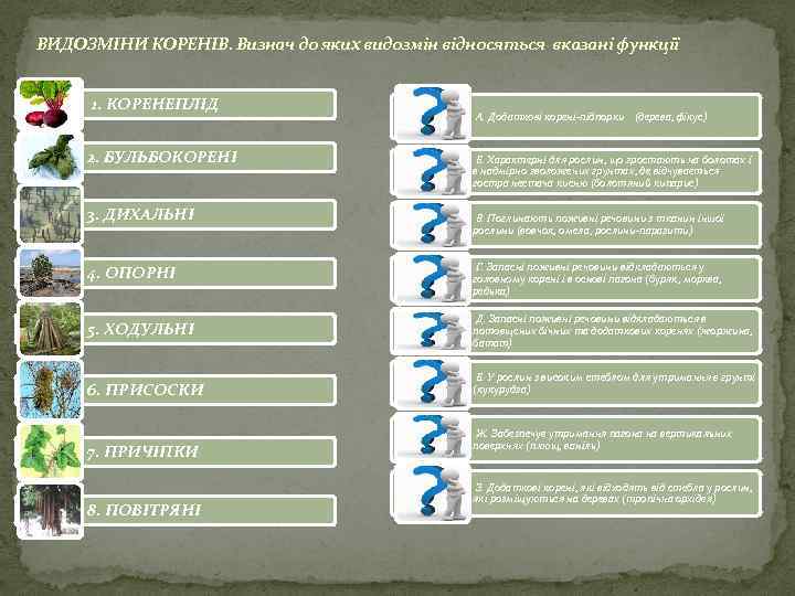ВИДОЗМІНИ КОРЕНІВ. Визнач до яких видозмін відносяться вказані функції 1. КОРЕНЕПЛІД 2. БУЛЬБОКОРЕНІ 3.