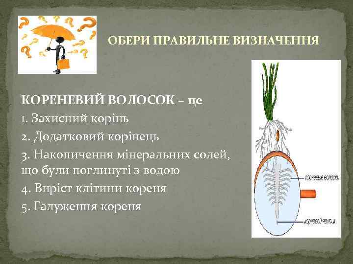 ОБЕРИ ПРАВИЛЬНЕ ВИЗНАЧЕННЯ КОРЕНЕВИЙ ВОЛОСОК – це 1. Захисний корінь 2. Додатковий корінець 3.