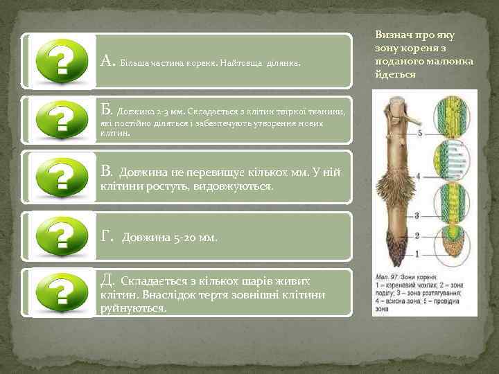 А. Більша частина кореня. Найтовща ділянка. Б. Довжина 2 -3 мм. Складається з клітин