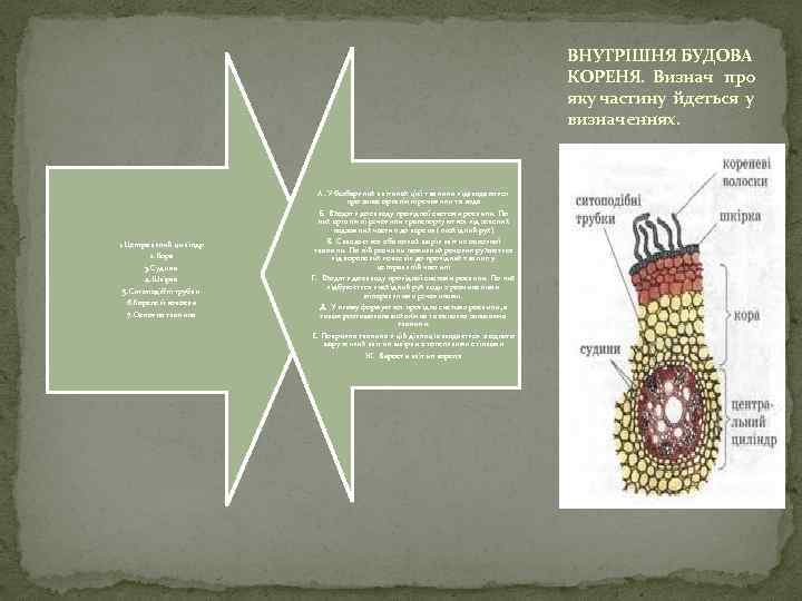 ВНУТРІШНЯ БУДОВА КОРЕНЯ. Визнач про яку частину йдеться у визначеннях. А. У безбарвних клітинах