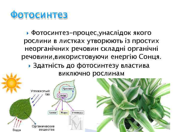 Презентация на тему фотосинтез 6 класс по биологии