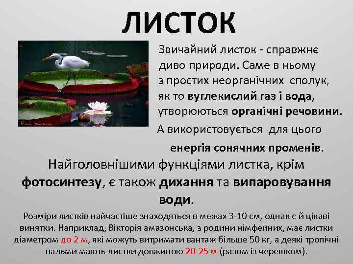 ЛИСТОК Звичайний листок - справжнє диво природи. Саме в ньому з простих неорганічних сполук,