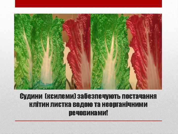 Судини (ксилеми) забезпечують постачання клітин листка водою та неорганічними речовинами! 