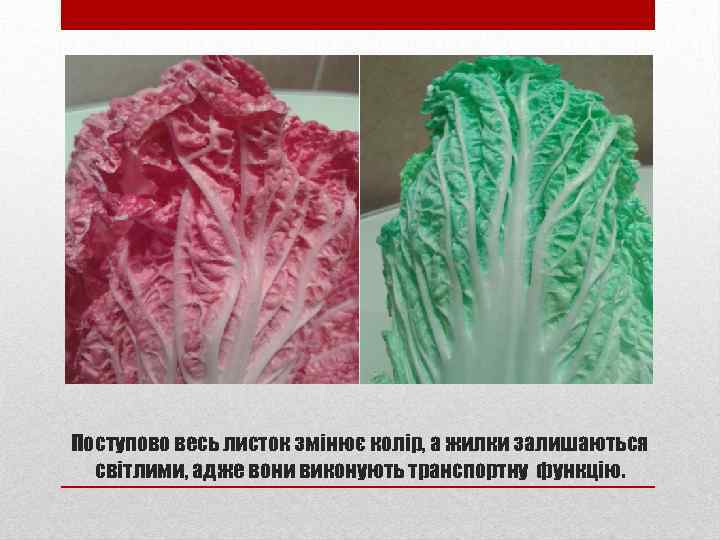 Поступово весь листок змінює колір, а жилки залишаються світлими, адже вони виконують транспортну функцію.