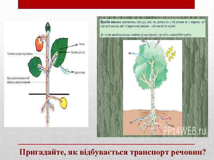 Пригадайте, як відбувається транспорт речовин? 