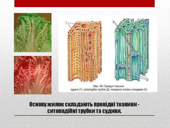 Основу жилок складають провідні тканини ситоподібні трубки та судини. 