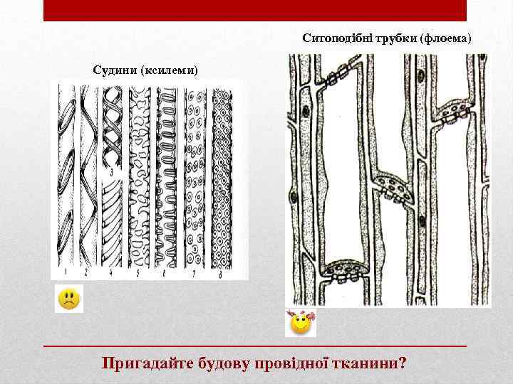 Ситоподібні трубки (флоема) Судини (ксилеми) Пригадайте будову провідної тканини? 