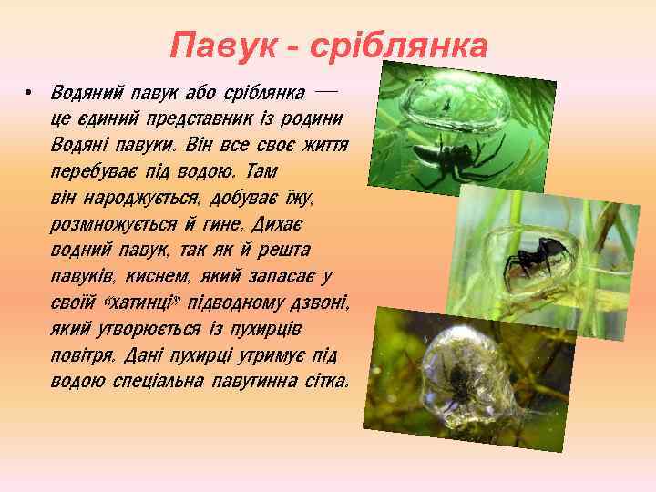 Павук - сріблянка • Водяний павук або сріблянка — це єдиний представник із родини