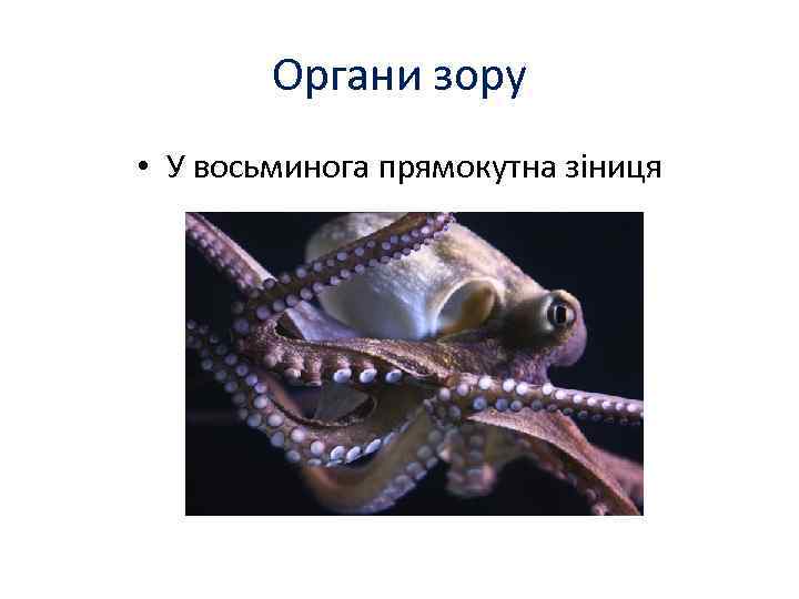 Органи зору • У восьминога прямокутна зіниця 