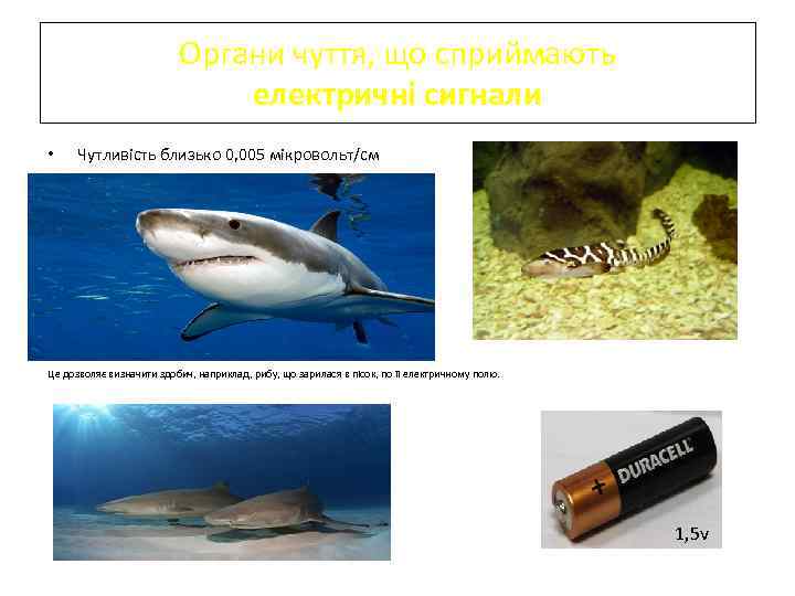 Органи чуття, що сприймають електричні сигнали • Чутливість близько 0, 005 мікровольт/см • •