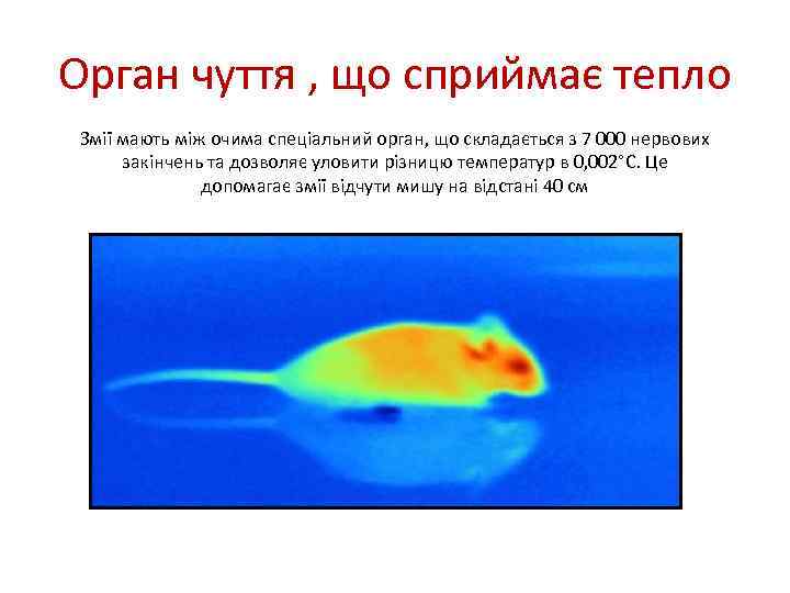 Орган чуття , що сприймає тепло Змії мають між очима спеціальний орган, що складається