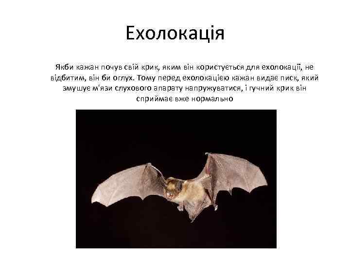 Ехолокація Якби кажан почув свій крик, яким він користується для ехолокації, не відбитим, він