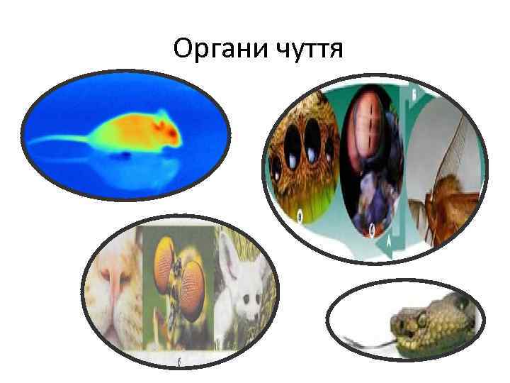 Органи чуття 