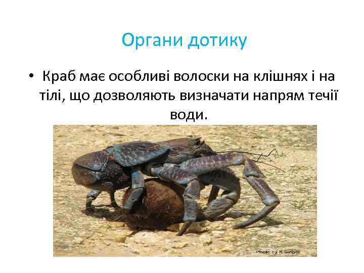 Органи дотику • Краб має особливі волоски на клішнях і на тілі, що дозволяють