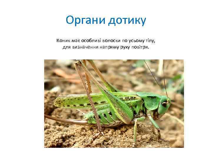 Органи дотику Коник має особливі волоски по усьому тілу, для визначення напряму руху повітря.
