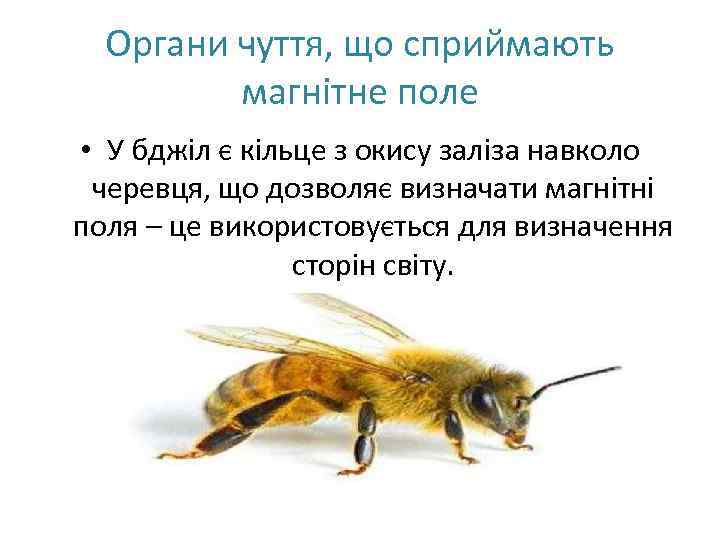 Органи чуття, що сприймають магнітне поле • У бджіл є кільце з окису заліза