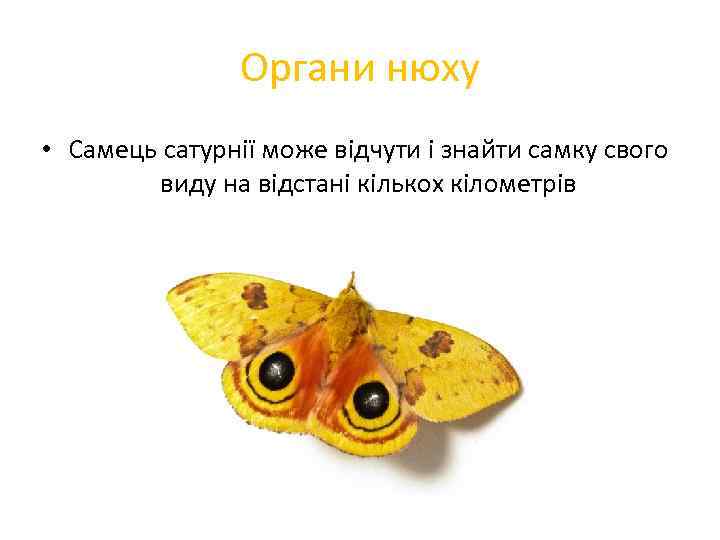 Органи нюху • Самець сатурнії може відчути і знайти самку свого виду на відстані