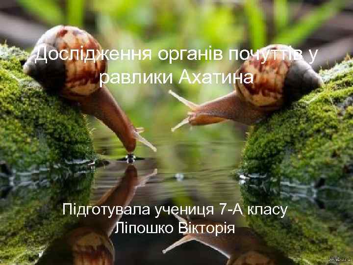 Дослідження органів почуттів у равлики Ахатина Підготувала учениця 7 -А класу Ліпошко Вікторія 