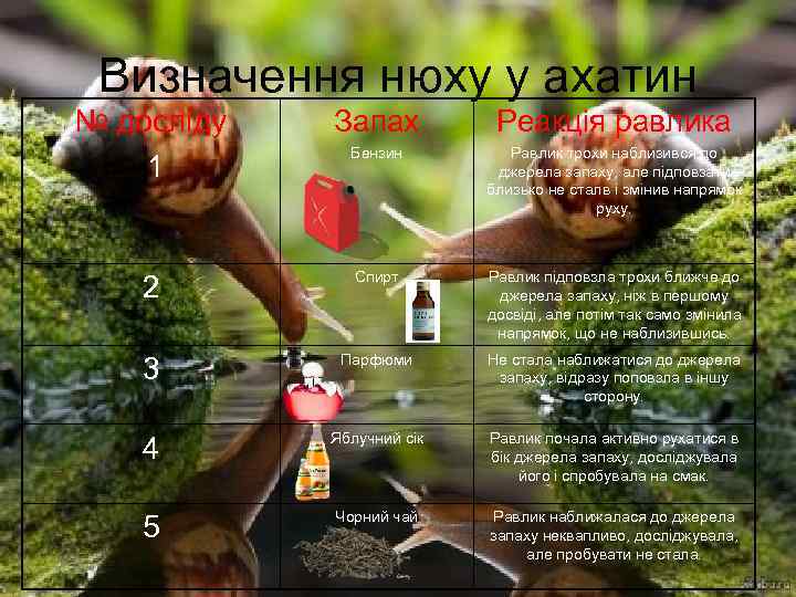 Визначення нюху у ахатин № досліду 1 Запах Реакція равлика Бензин Равлик трохи наблизився