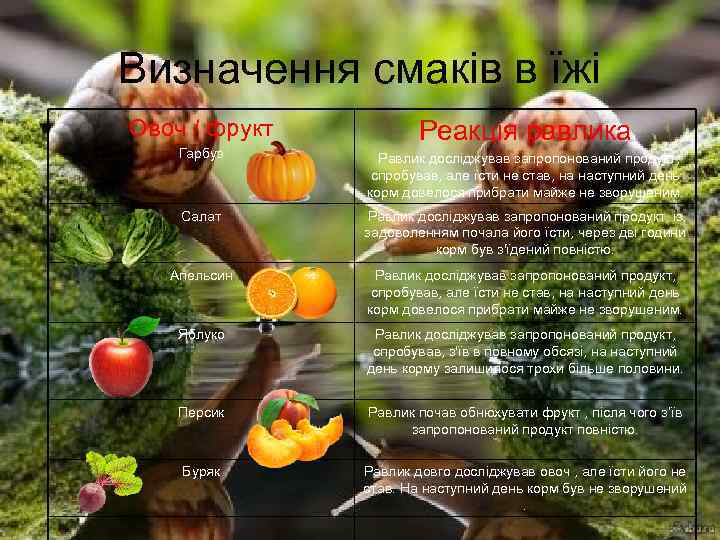 Визначення смаків в їжі Овоч / фрукт Реакція равлика Гарбуз Равлик досліджував запропонований продукт,