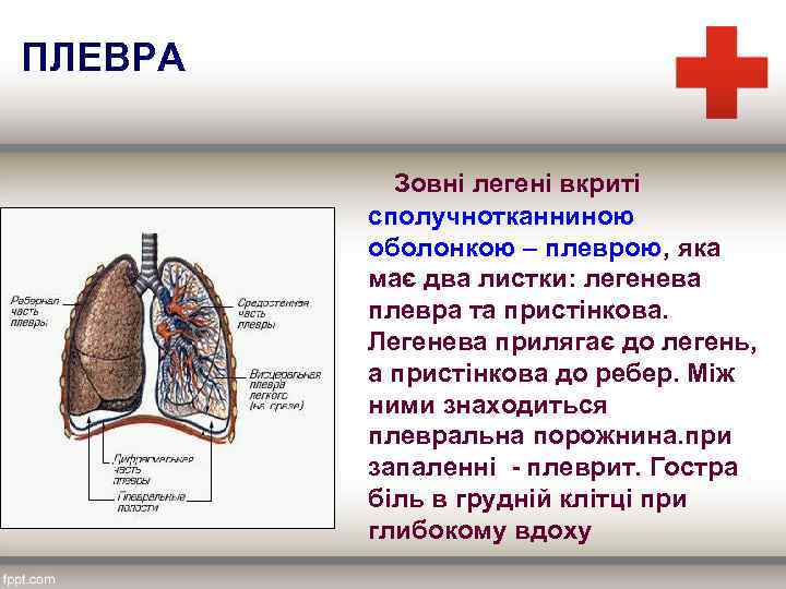 ПЛЕВРА Зовні легені вкриті сполучнотканниною оболонкою – плеврою, яка має два листки: легенева плевра
