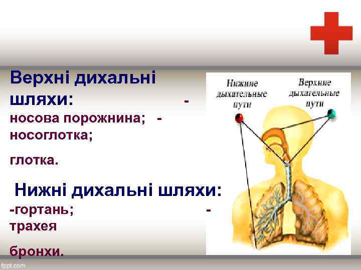 Верхні дихальні шляхи: носова порожнина; носоглотка; глотка. Нижні дихальні шляхи: -гортань; трахея бронхи. 