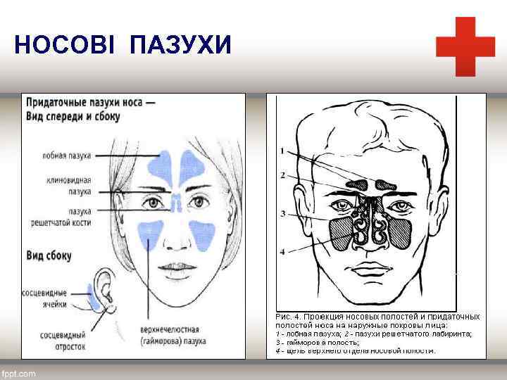 НОСОВІ ПАЗУХИ 