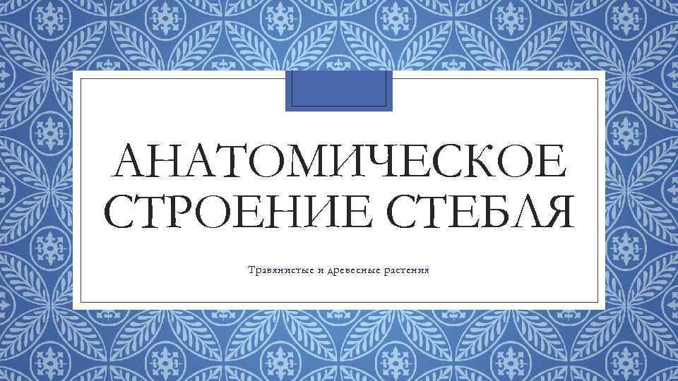 АНАТОМИЧЕСКОЕ СТРОЕНИЕ СТЕБЛЯ Травянистые и древесные растения 