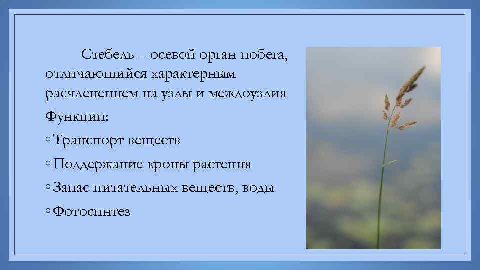 Стебель – осевой орган побега, отличающийся характерным расчленением на узлы и междоузлия Функции: ◦