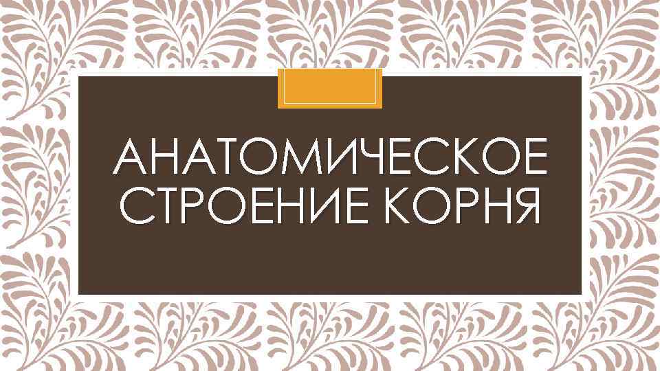 АНАТОМИЧЕСКОЕ СТРОЕНИЕ КОРНЯ 