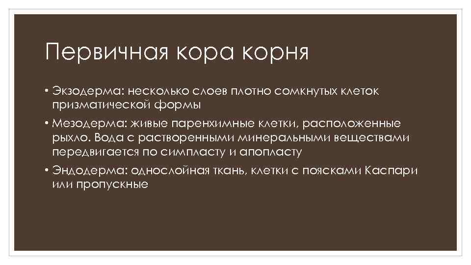 Первичная кора корня • Экзодерма: несколько слоев плотно сомкнутых клеток призматической формы • Мезодерма: