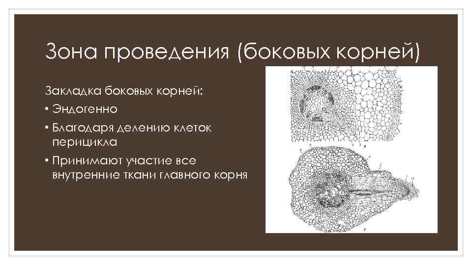 Зона проведения (боковых корней) Закладка боковых корней: • Эндогенно • Благодаря делению клеток перицикла