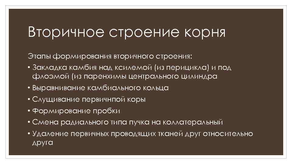 Вторичное строение корня Этапы формирования вторичного строения: • Закладка камбия над ксилемой (из перицикла)